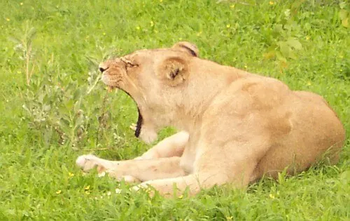 safari female lion