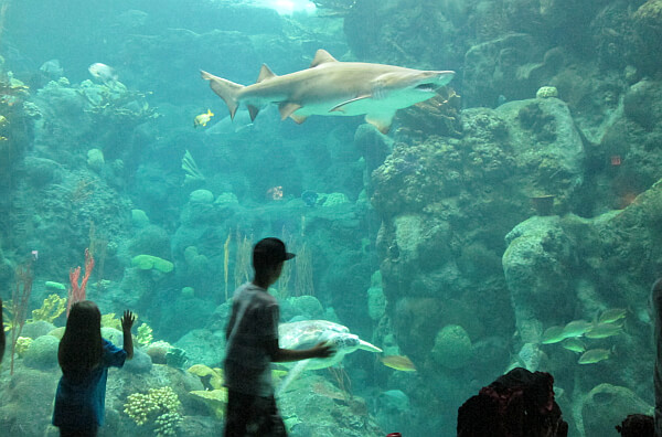Tampa Citypass Aquarium