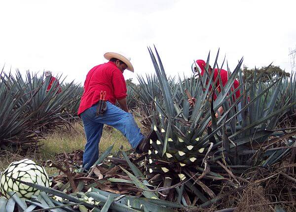 jimador harvesting agave for tequila