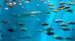 Atlanta CityPASS to skip the line for the aquarium
