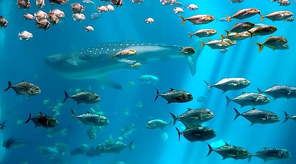 Atlanta CityPASS to skip the line for the aquarium