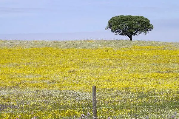 living abroad in the countryside of Portugal