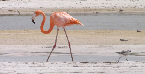 Isla Holbox flamingo