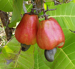 cashew nut on fruit