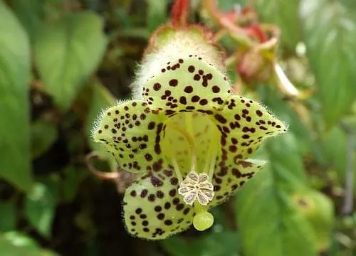Central America orchid