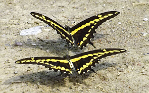 Sierra Gorda butterflies