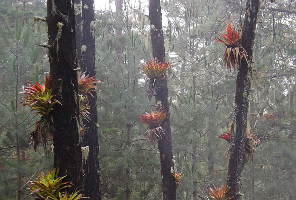 La Trinidad cloudforest