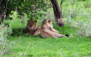 African wildlife safari in Botswana