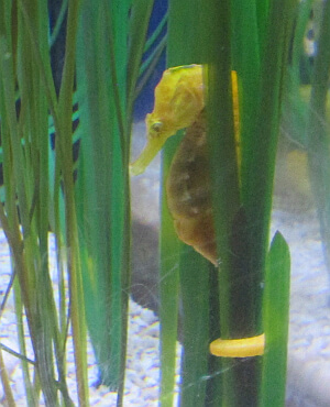 seahorse at Florida Aquarium