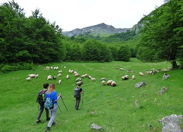 hiking in Bosnia field of sheep