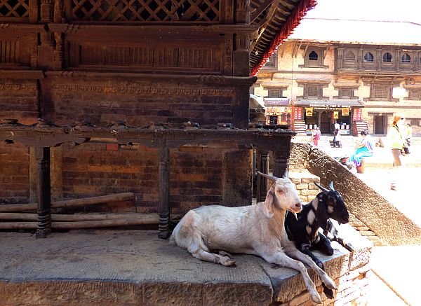 temple and goats in Bhaktapur Nepal
