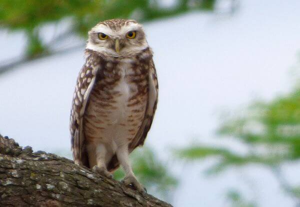 owl photo with superzoom camera