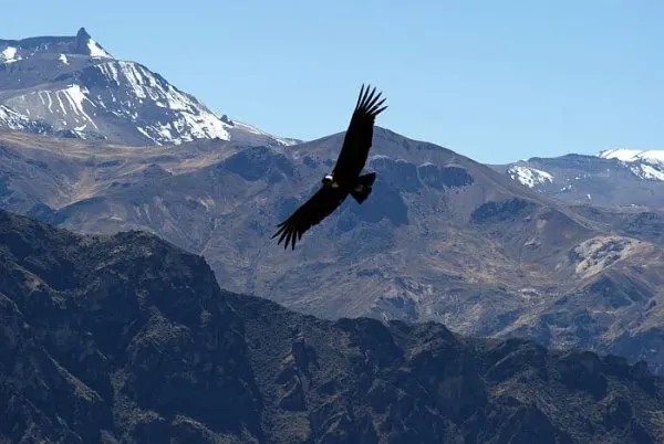 Colca Canyon of Peru