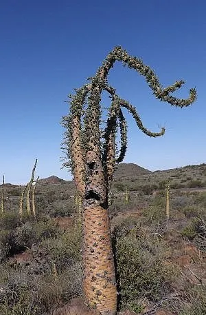 booum trees Baja Sur Mexico