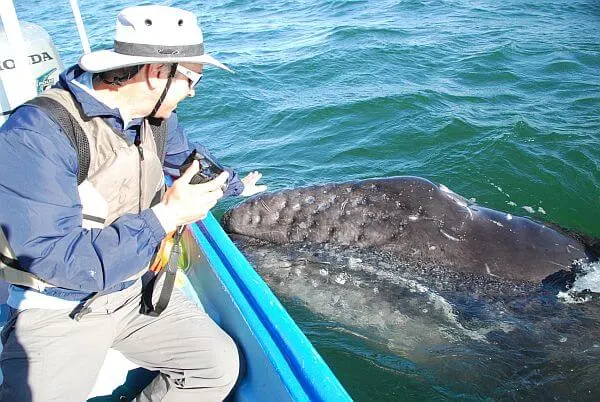 whale watching San Ignacio Lagoon Baja Mexico