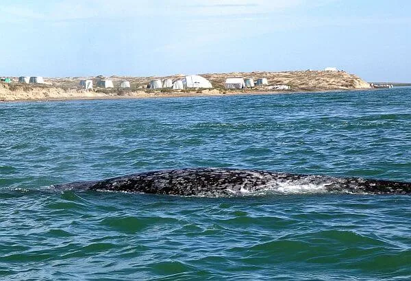 Magdalena Bay camp with Sea Kayak Adventures