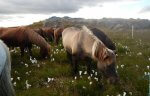 horseback riding in Iceland