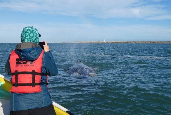 whale watching in Baja 
