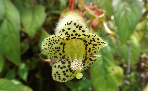 Panamanian orchid