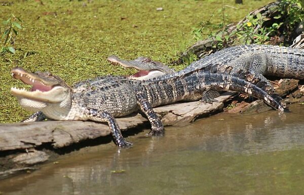Ethiopia Omo River crocodiles - armchair travel story 