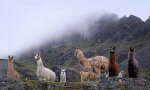 hiking in the Andes Mountains with llamas in Peru