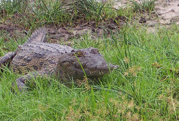 crocodile on Africa wildlife holiday