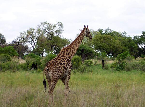 African safari holidays can include giraffe spotting