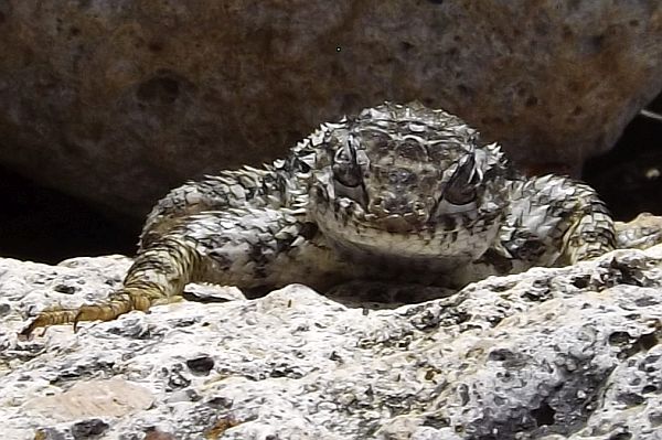 Guanajuato state lizard
