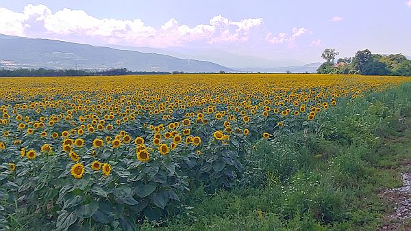 sunflower field in Bulgaria
