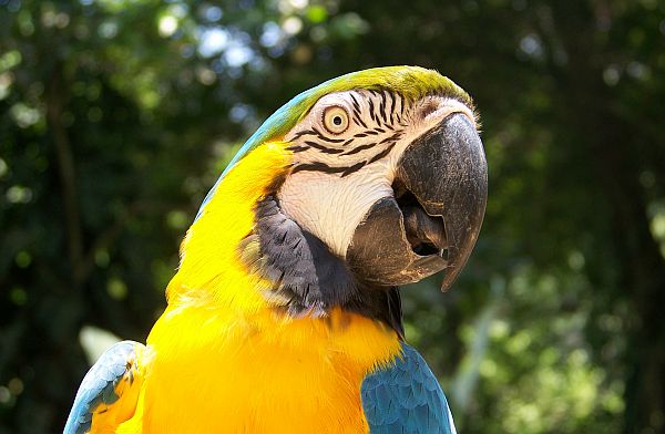 Macaw bird park Copan