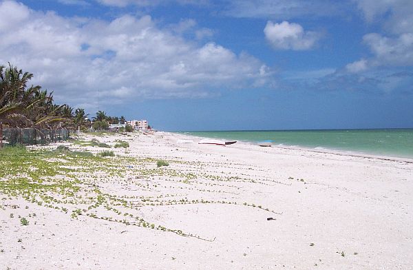 Yucatan flamingo coast progreso beaches